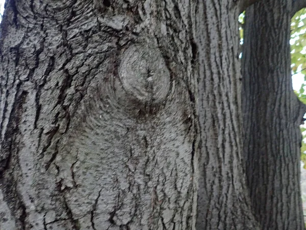 Detalhe Textura Uma Pele Tronco Árvore — Fotografia de Stock
