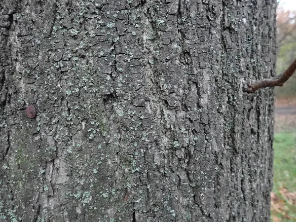 Λεπτομέρεια Της Υφής Του Κορμού Ενός Δέντρου Δέρμα — Φωτογραφία Αρχείου