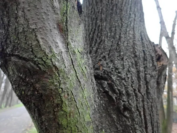 Szczegół Tekstury Skóry Pnia Drzewa — Zdjęcie stockowe