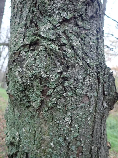 Szczegół Tekstury Skóry Pnia Drzewa — Zdjęcie stockowe