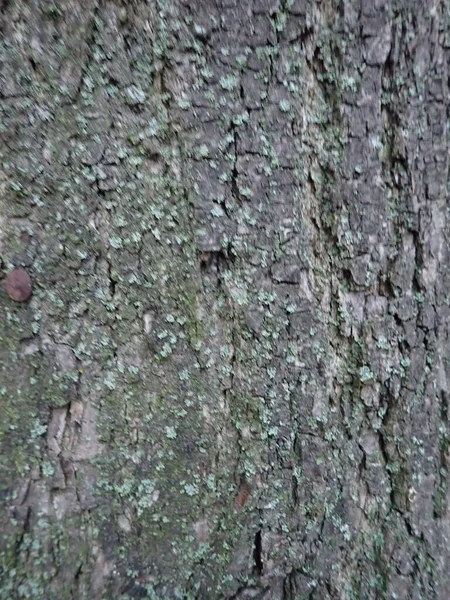 树干皮肤的纹理细节 — 图库照片