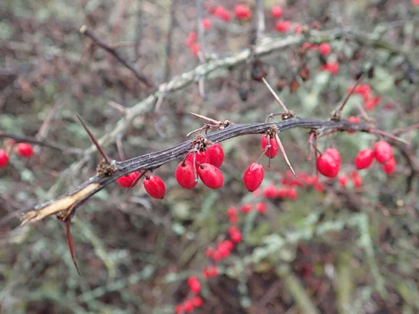 stock image detail o red autumn berry on a branch