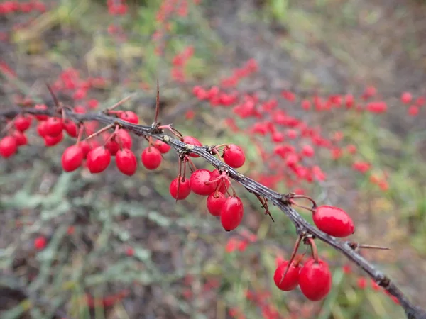 detail o red autumn berry on a branch