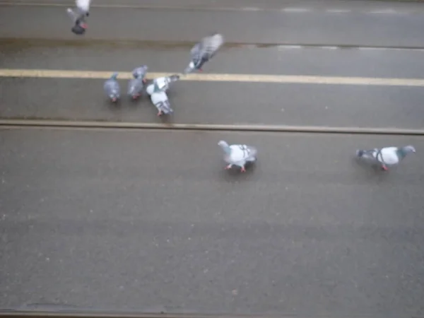 Geoup Pigeons Sur Une Ligne Tramway Ville — Photo
