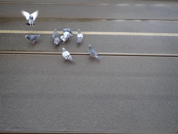 城市有轨电车铁轨上的鸽子群 — 图库照片