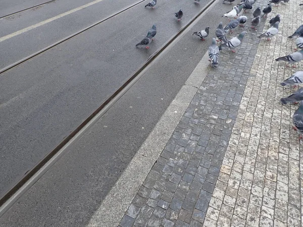 Гейп Голубів Міських Трамвайних Рейках — стокове фото