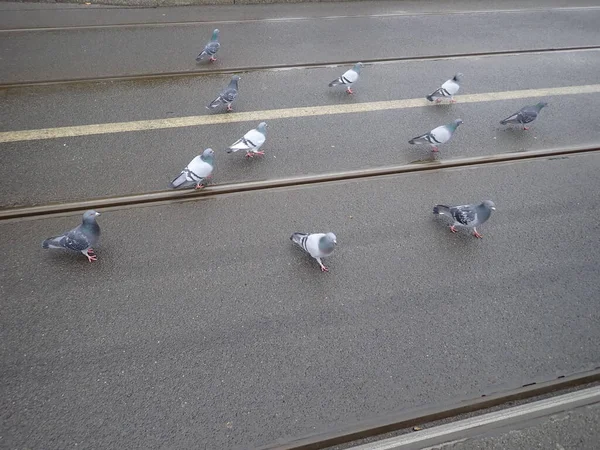 Geoup Pigeons City Tram Line Rails — Stock Photo, Image