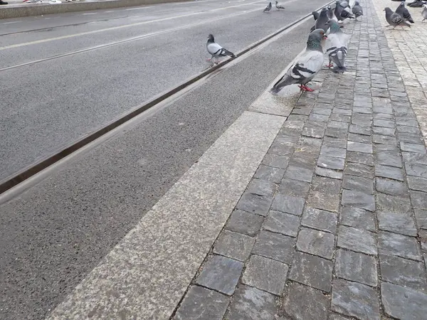 市内の路面電車のレールの上に鳩の群れが — ストック写真