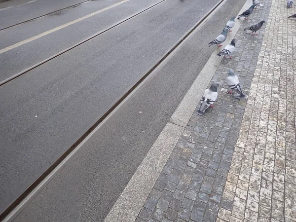 Taubenschlag Auf Stadtbahngleisen — Stockfoto