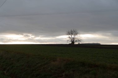 Czech kırsalında sonbaharda sisli bir sabah