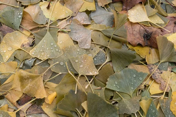 秋に地面に落ちた葉の詳細 — ストック写真