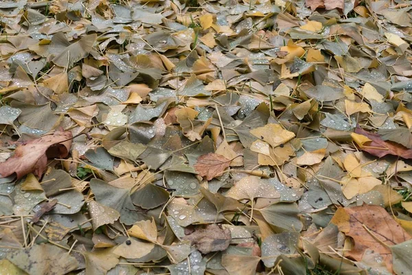 秋に地面に落ちた葉の詳細 — ストック写真