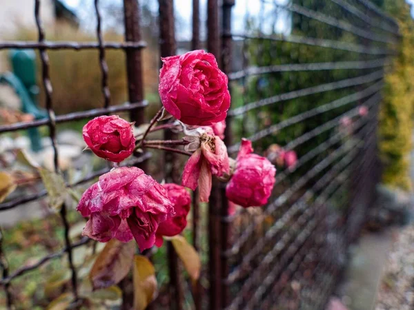 Dettaglio Rosa Rossa Congelata Giardino — Foto Stock