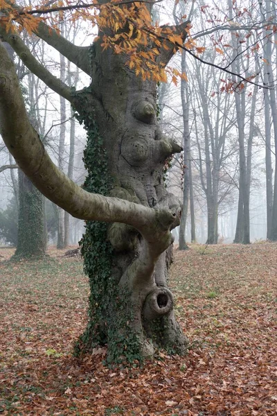公園にある美しい形をした巨木の幹 — ストック写真