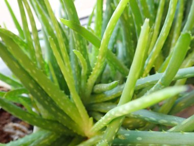 Bir odadaki yeşil aloe vera bitkisinin ayrıntıları