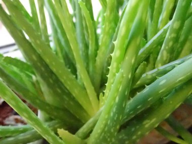 Bir odadaki yeşil aloe vera bitkisinin ayrıntıları