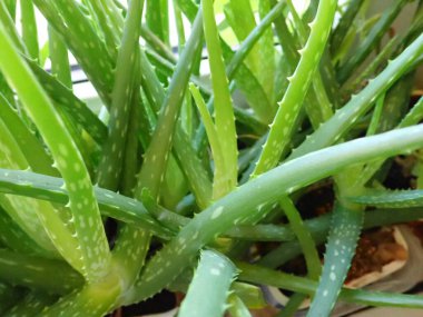 Bir odadaki yeşil aloe vera bitkisinin ayrıntıları