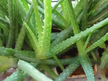 Bir odadaki yeşil aloe vera bitkisinin ayrıntıları