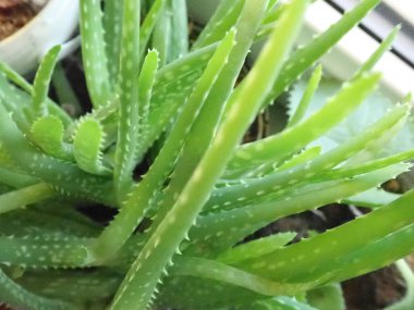 Bir odadaki yeşil aloe vera bitkisinin ayrıntıları