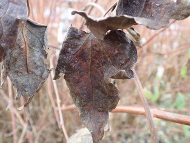 Bir daldaki kahverengi sonbahar yaprağının ayrıntıları