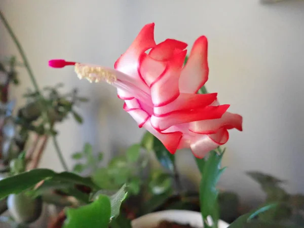 Dettaglio Cactus Rosa Ccirtmas Fiore — Foto Stock