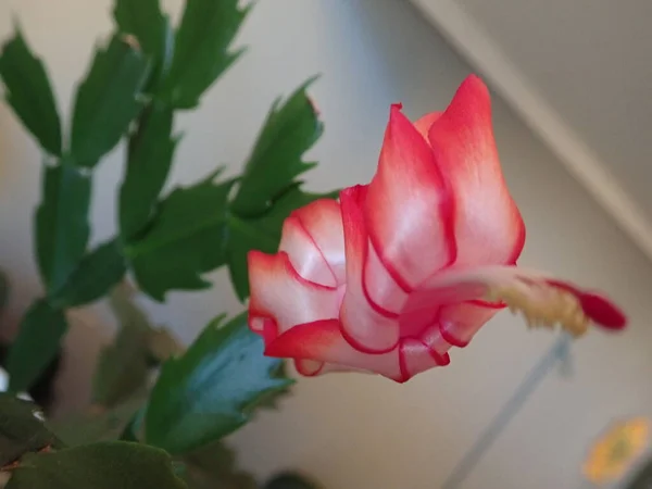 Detail Pink Chcirtmas Cactus Blossom — Stock Photo, Image