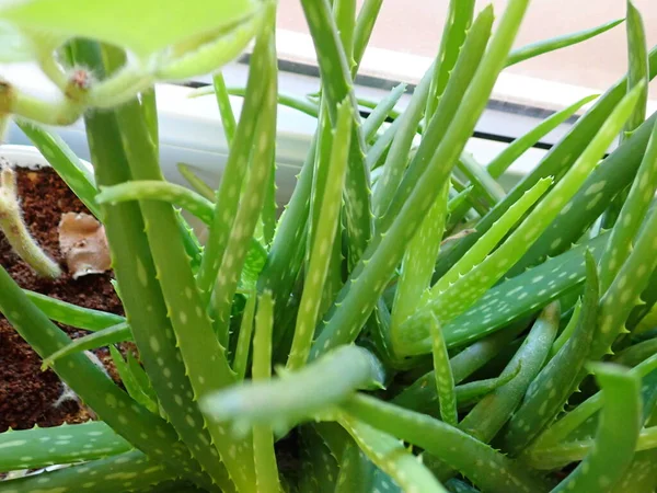Detalle Planta Aloe Vera Verde Una Habitación —  Fotos de Stock