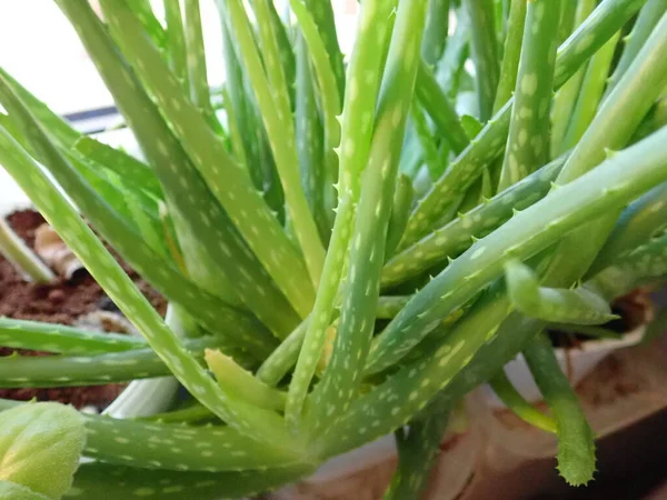 Detalle Planta Aloe Vera Verde Una Habitación —  Fotos de Stock