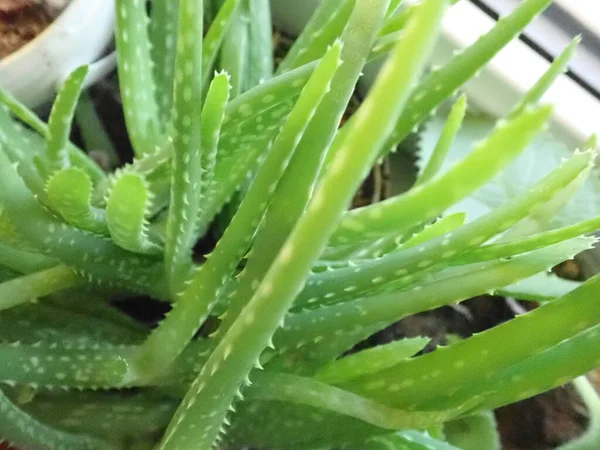 Detail Der Grünen Aloe Vera Pflanze Einem Raum — Stockfoto