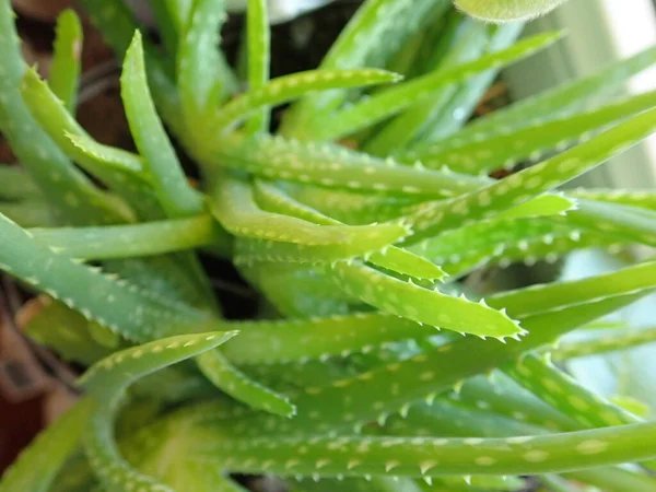 Detail Green Aloe Vera Plant Room — Stock Photo, Image