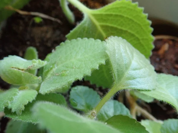 Λεπτομέρεια Από Πράσινο Μεξικάνικο Δυόσμο Plectranthus Amboinicus — Φωτογραφία Αρχείου