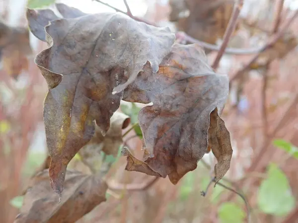 stock image detail of a brown autumn leaf on a branch