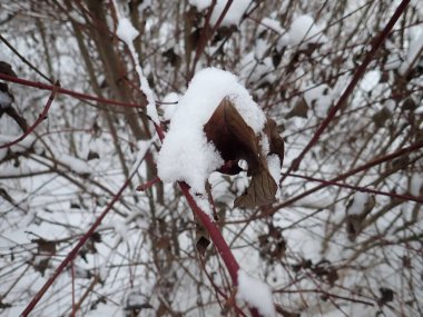 Kışın karlı bir ağaç dalının ayrıntıları