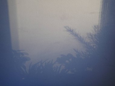 Bir yağmurun gölgesi ve çiçekler