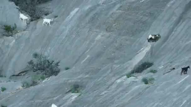 険しい岩を歩くヤギたち — ストック動画