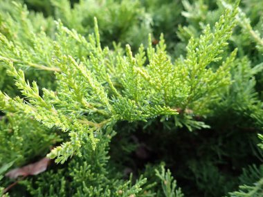 a close detail of a green coniferou tree branch