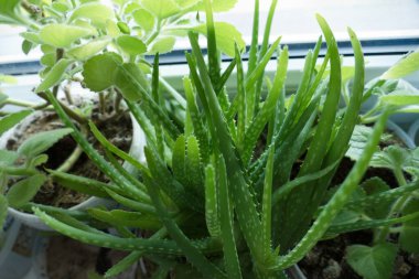 detaio of green leaves of aloe vera