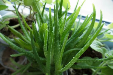 detaio of green leaves of aloe vera