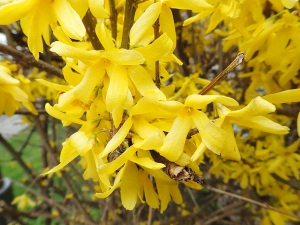 花の中の黄色い春の茂みの詳細 — ストック写真