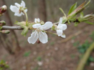 Baharda çiçek açan yeşil ağacın ayrıntıları