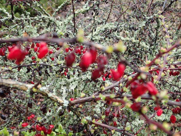 ブッシュの枝に赤いベリーのデタイ — ストック写真