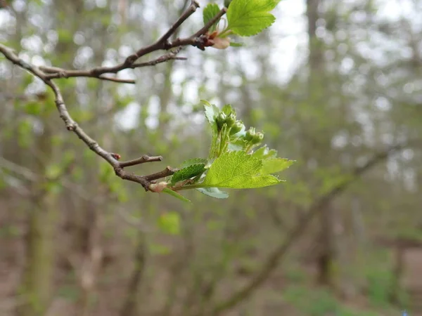 Detalhe Ramo Árvore Verde Primavera — Fotografia de Stock