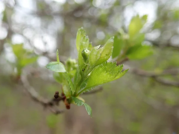 Detail Eines Grünen Astes Frühling — Stockfoto