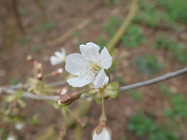 Detalhe Árvore Verde Florescente Branca Primavera — Fotografia de Stock