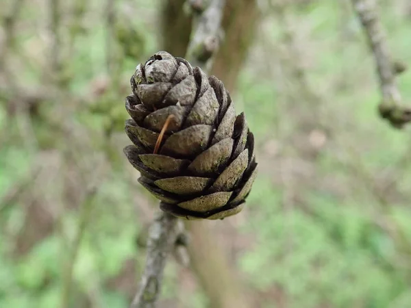 Detail Larch Cone Branch Wood — Stock Photo, Image