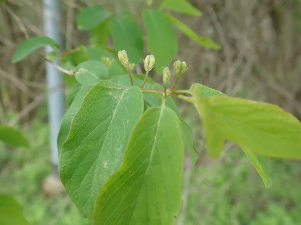 Szczegół Zielonej Gałęzi Drzewa Wiosną — Zdjęcie stockowe