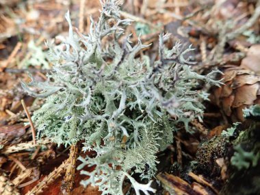 Ormanda yeşil bir yosun vardı.