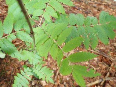 Yeşil bir ağaç yaprağının yakın detayı