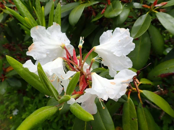 Detail Der Weißen Azaleen Blume Blüte — Stockfoto