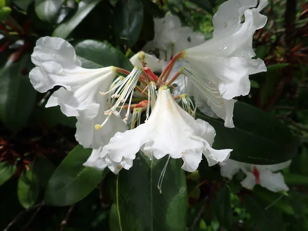 Detail White Azalea Flower Blossom — Stock Photo, Image